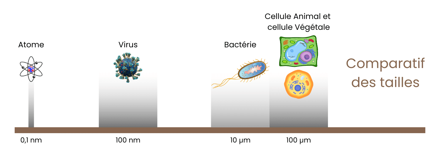 Comparaison des tailles pour l'ultrafiltration