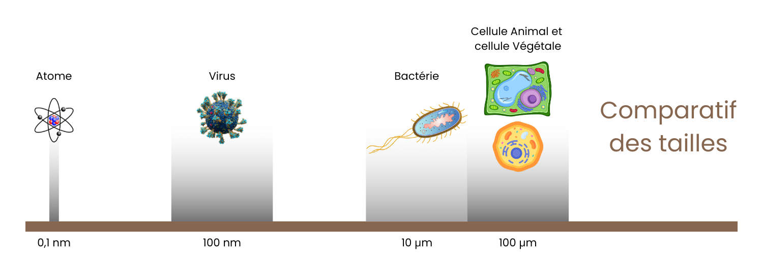 Comparaison des tailles pour l'ultrafiltration